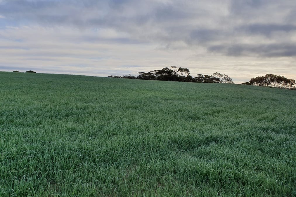 1719 New Well Centre Road, New Well, SA, 5357 - Image 4