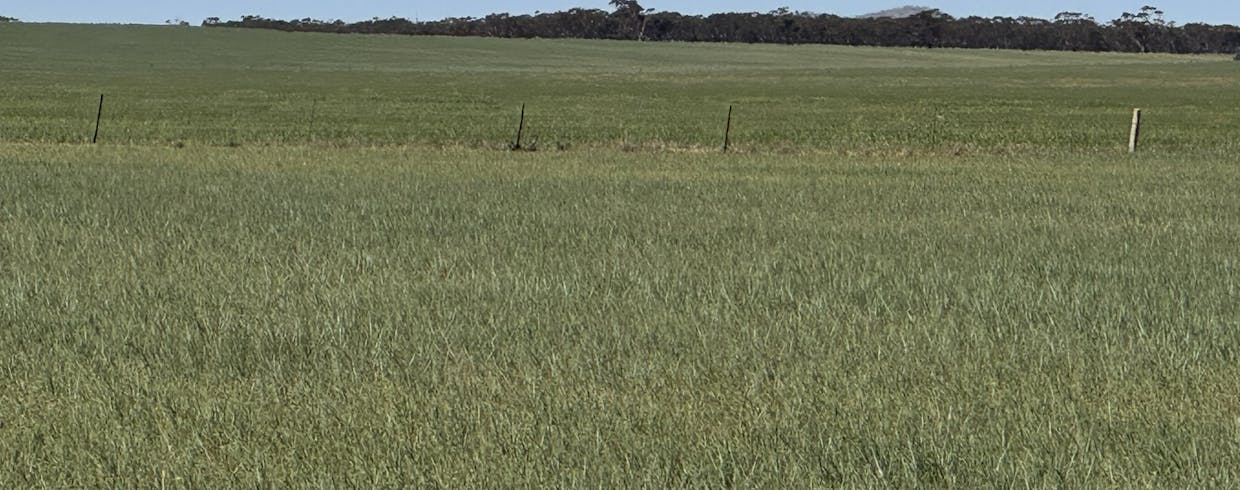 434 Schmidt Road, Willowie, SA, 5431 - Image 13