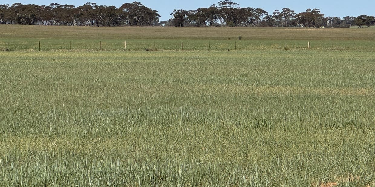 434 Schmidt Road, Willowie, SA, 5431 - Image 14