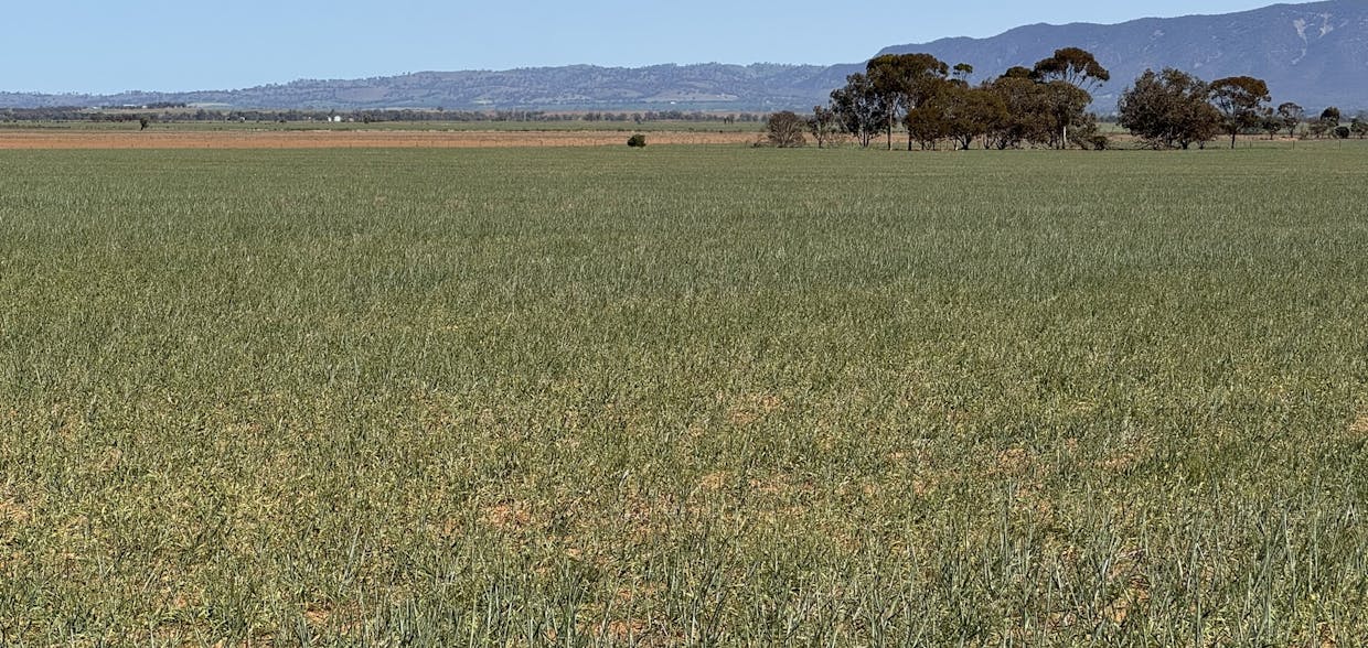 434 Schmidt Road, Willowie, SA, 5431 - Image 17