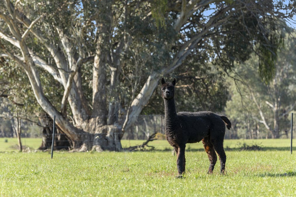 Level Lot 3/140 Springdale Road, Tarrawingee, VIC, 3678 - Image 12