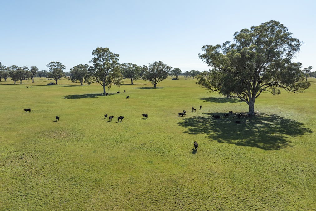 Mahers Road, Violet Town, VIC, 3669 - Image 15