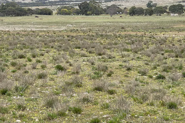 Section 216 — photo from Elders Real Estate Wudinna