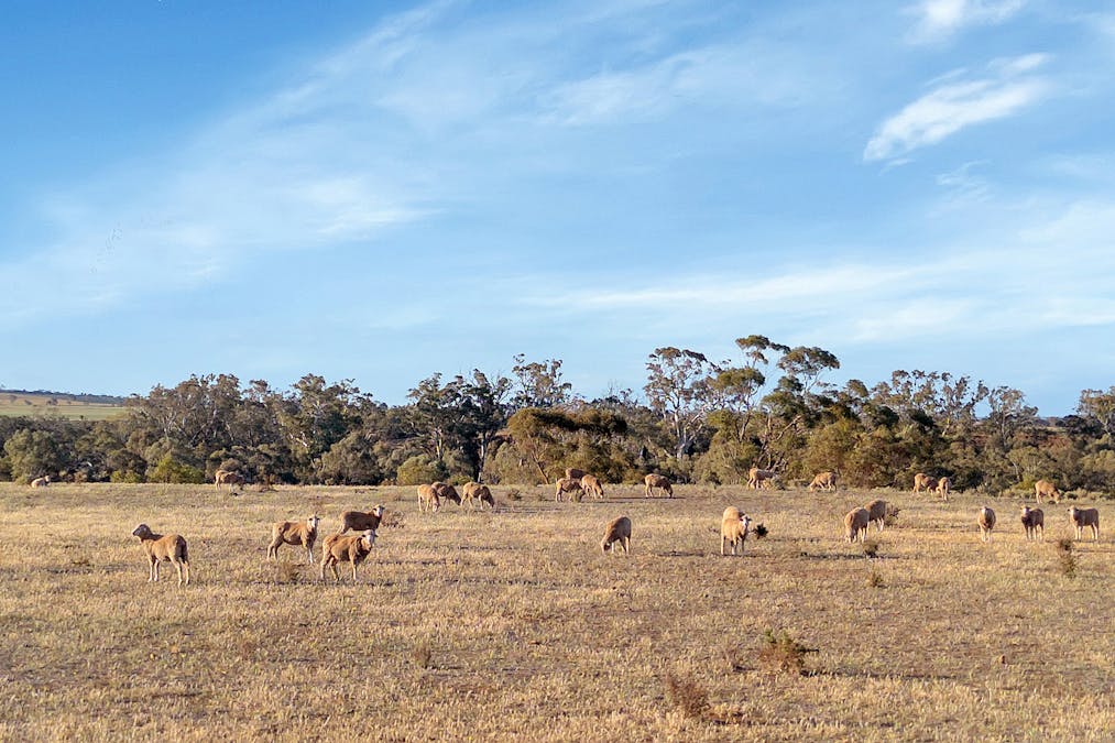Baldon Road, Truro, SA, 5356 - Image 7