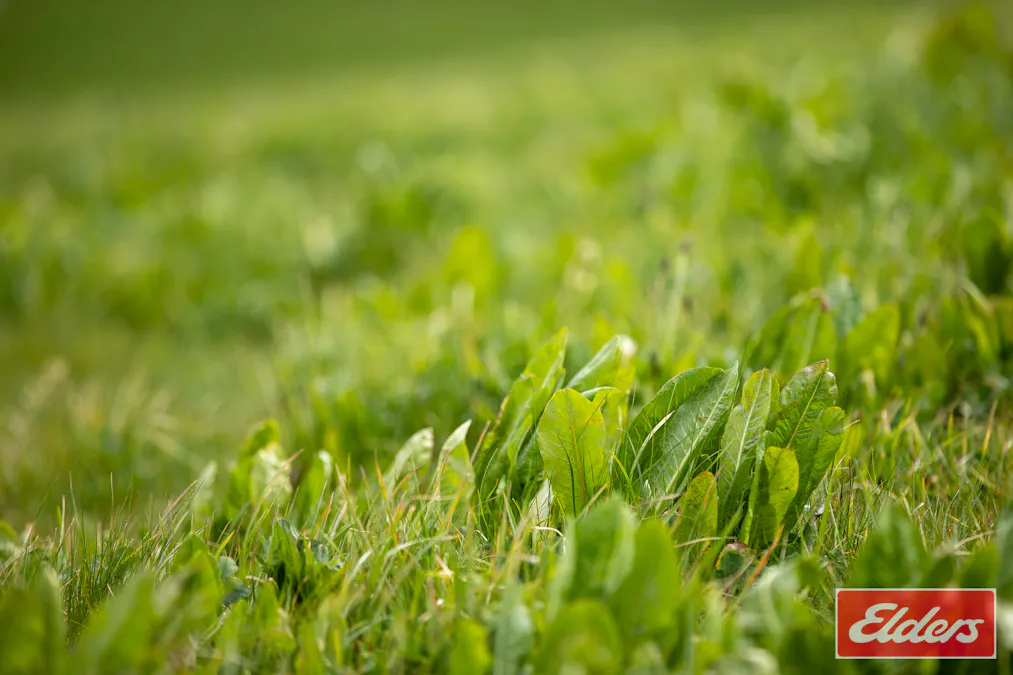 1444 Greenhills Road, Guyra, NSW, 2365 - Image 24