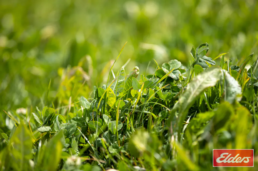 1444 Greenhills Road, Guyra, NSW, 2365 - Image 26