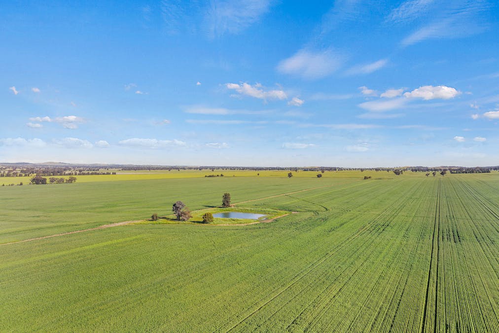 1510 Weedallion Road, Young, NSW, 2594 - Image 4
