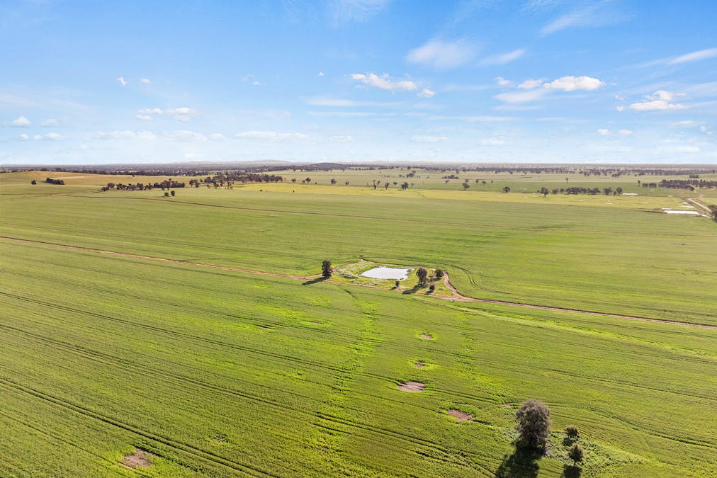 1510 Weedallion Road, Young, NSW, 2594 - Image 9