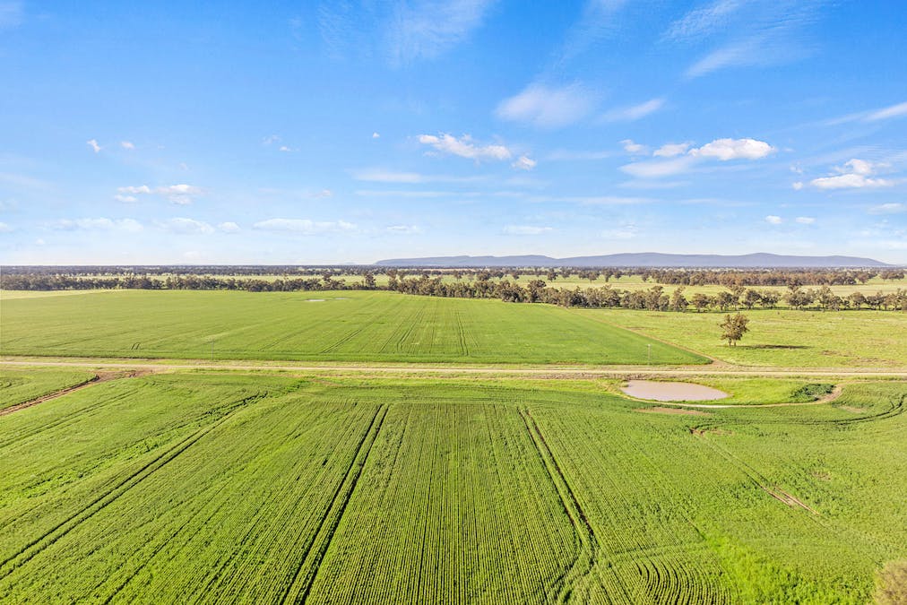 1510 Weedallion Road, Young, NSW, 2594 - Image 5