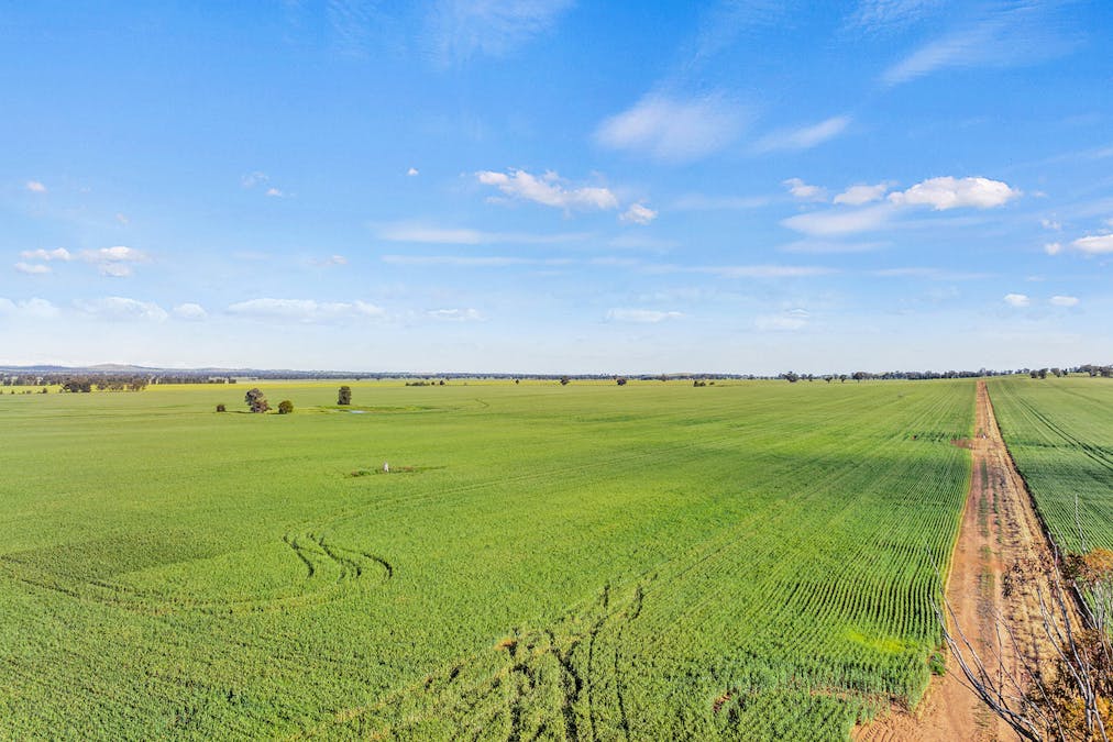 1510 Weedallion Road, Young, NSW, 2594 - Image 6