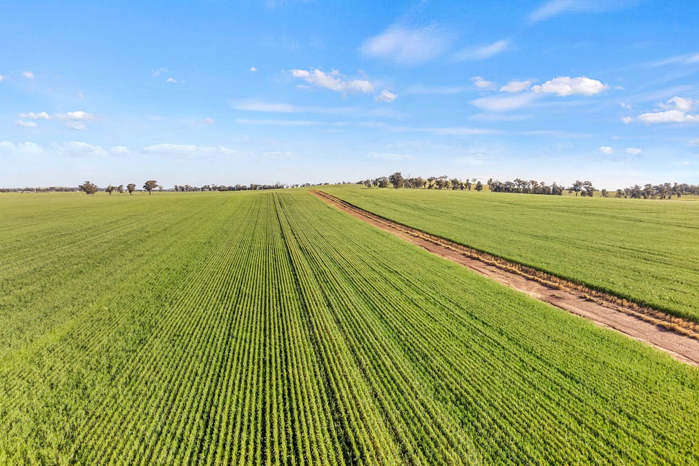 1510 Weedallion Road, Young, NSW, 2594 - Image 3