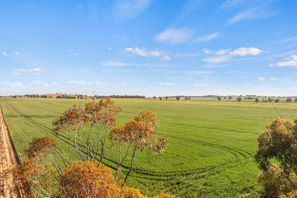 1510 Weedallion Road, Young, NSW, 2594 - Image 20