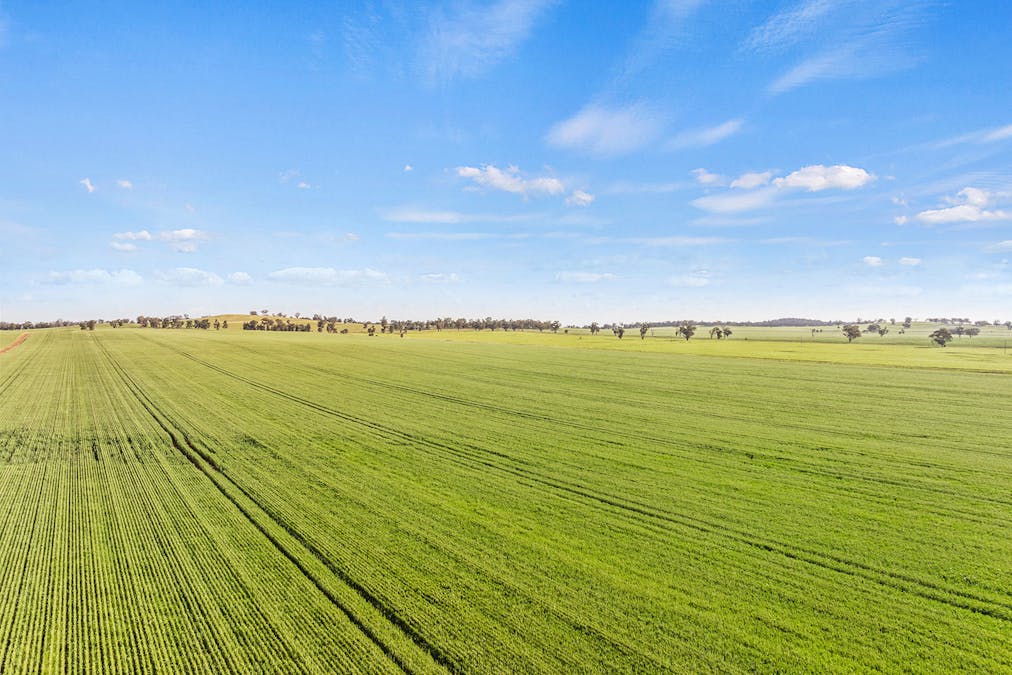 1510 Weedallion Road, Young, NSW, 2594 - Image 11