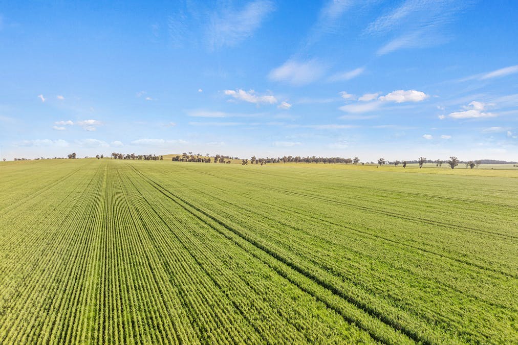 1510 Weedallion Road, Young, NSW, 2594 - Image 13