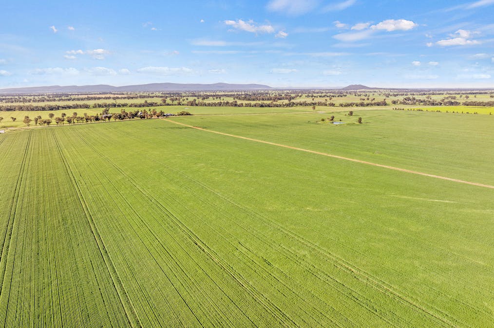 1510 Weedallion Road, Young, NSW, 2594 - Image 16