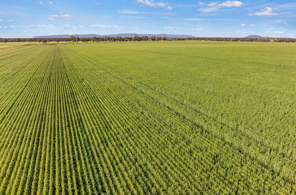 1510 Weedallion Road, Young, NSW, 2594 - Image 22