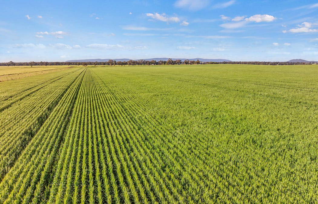 1510 Weedallion Road, Young, NSW, 2594 - Image 23