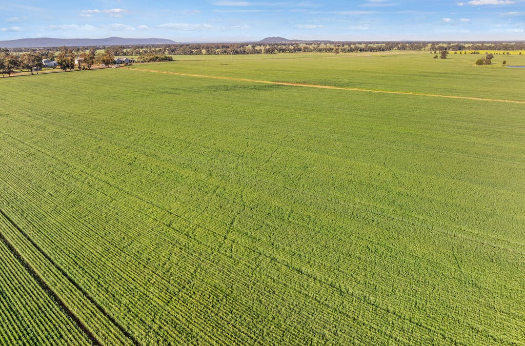 1510 Weedallion Road, Young, NSW, 2594 - Image 24