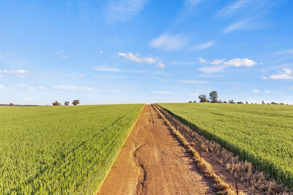 1510 Weedallion Road, Young, NSW, 2594 - Image 26