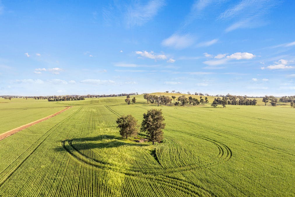 1510 Weedallion Road, Young, NSW, 2594 - Image 27