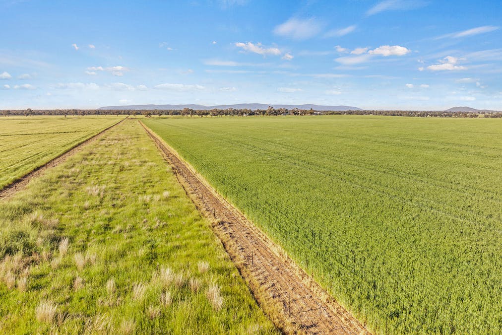 1510 Weedallion Road, Young, NSW, 2594 - Image 28