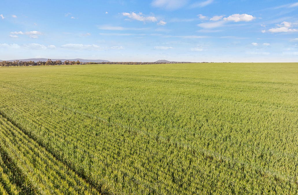 1510 Weedallion Road, Young, NSW, 2594 - Image 31
