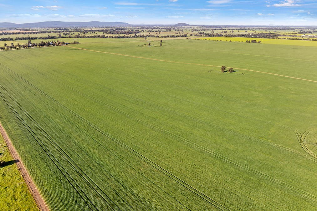 1510 Weedallion Road, Young, NSW, 2594 - Image 1