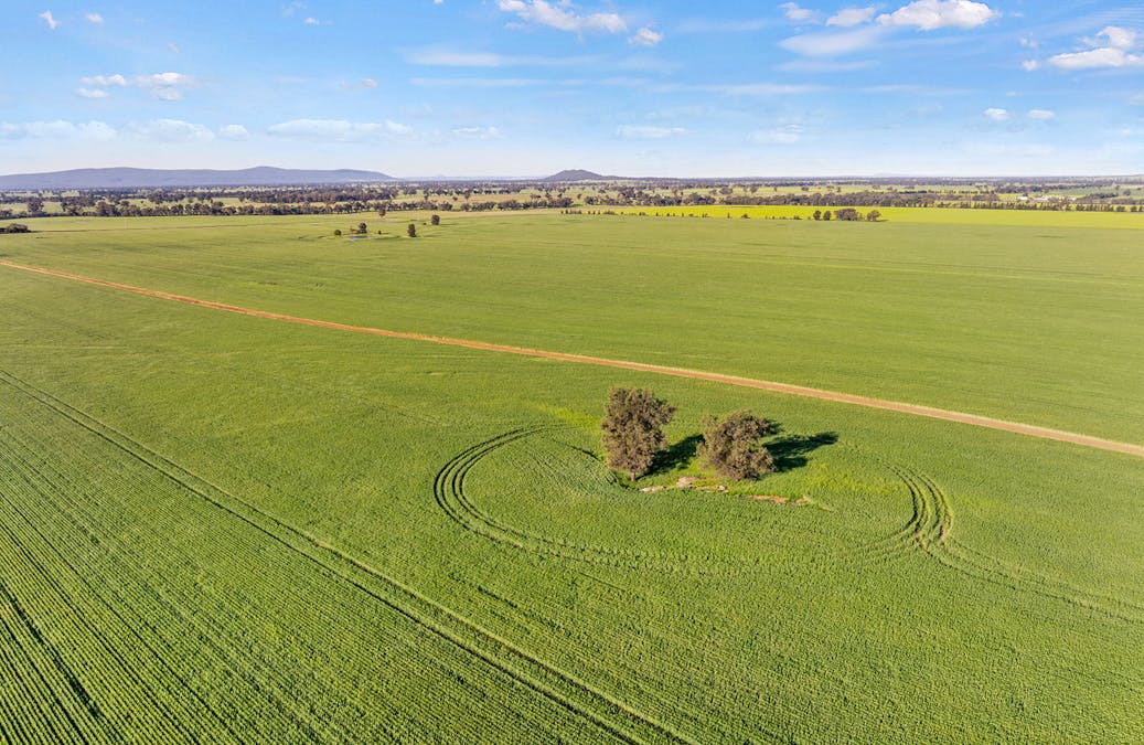 1510 Weedallion Road, Young, NSW, 2594 - Image 33