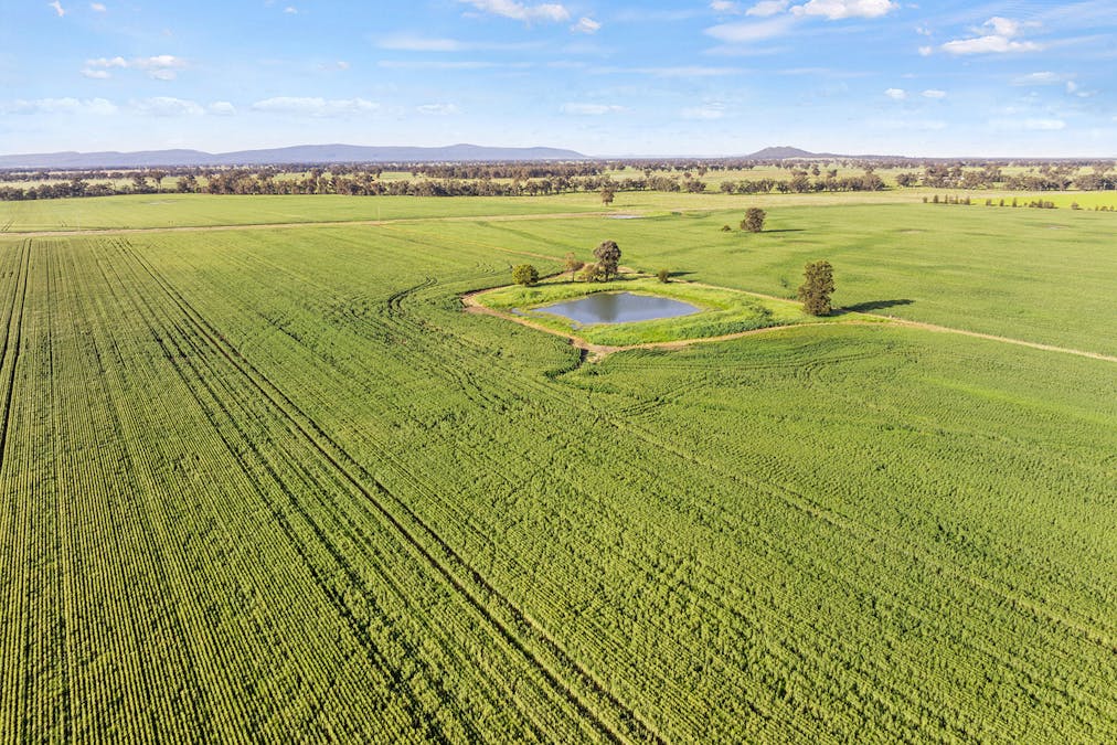 1510 Weedallion Road, Young, NSW, 2594 - Image 34