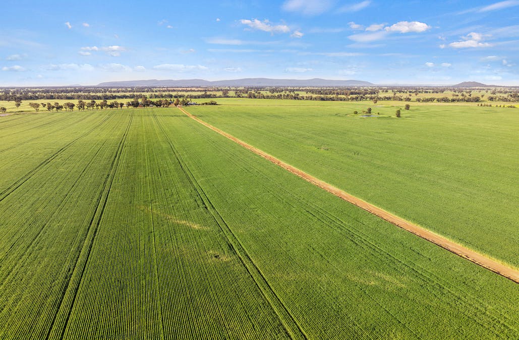 1510 Weedallion Road, Young, NSW, 2594 - Image 35