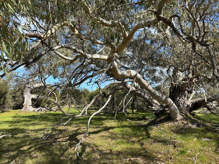 Sec 82 & 1 Windemere Road, Mount Drummond, SA, 5607 - Image 1