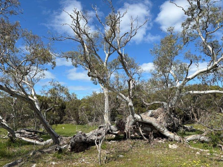 Sec 82 & 1 Windemere Road, Mount Drummond, SA, 5607 - Image 19