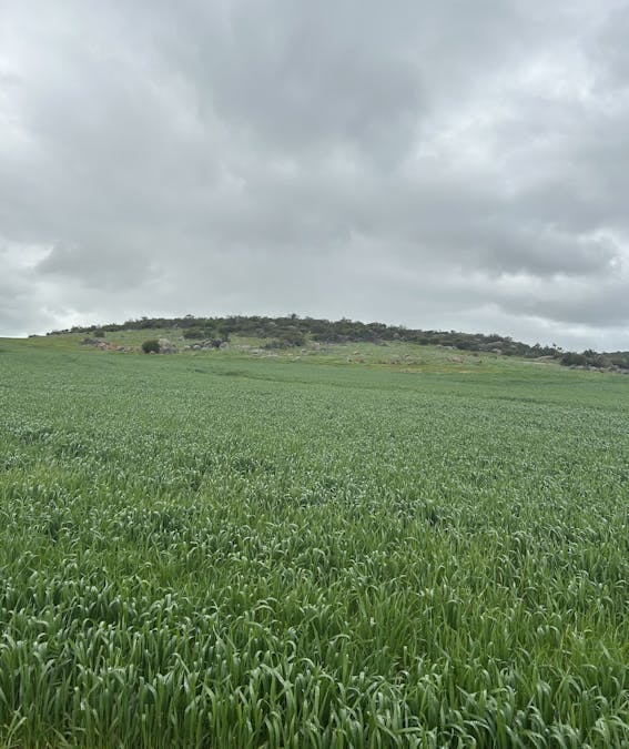 Lot 65 Forrester Road, Mount Erin, WA, 6532 - Image 11
