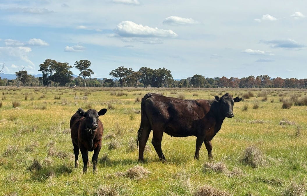 00 Hilbrick Road, Benalla, VIC, 3672 - Image 17