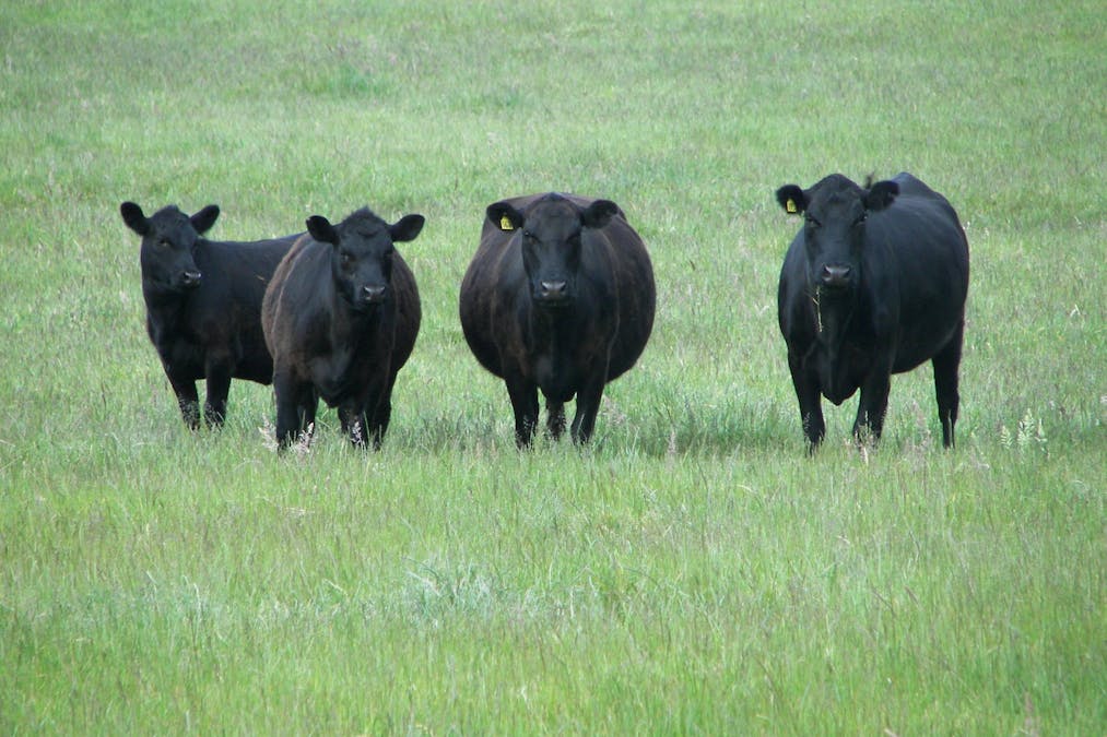 236 Fingerboard Road, Yambuk, VIC, 3285 - Image 1