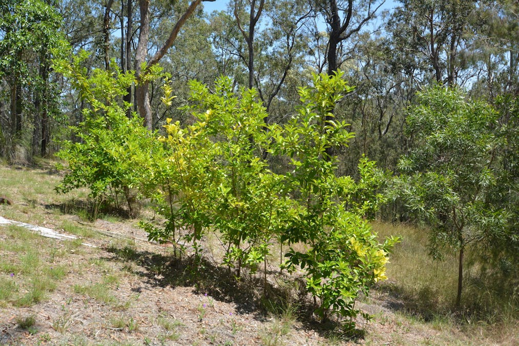 Level Lot 48/Seventeen Mile Road, Helidon, QLD, 4344 - Image 29