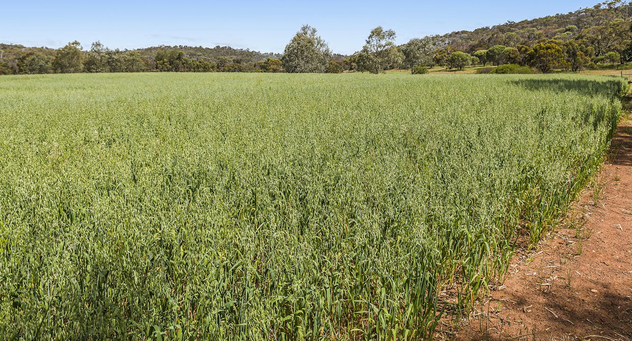 413 Wells Glover Road, Bindoon, WA, 6502 - Image 25