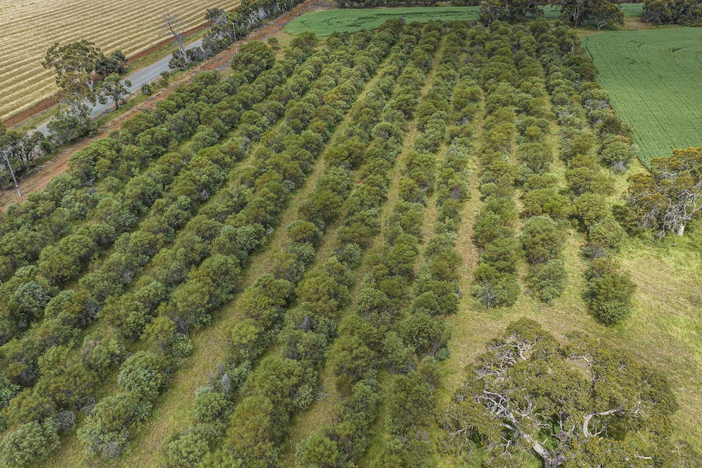 413 Wells Glover Road, Bindoon, WA, 6502 - Image 27