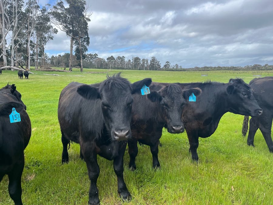 Lot 11144 Meerup Road, Northcliffe, WA, 6262 - Image 16