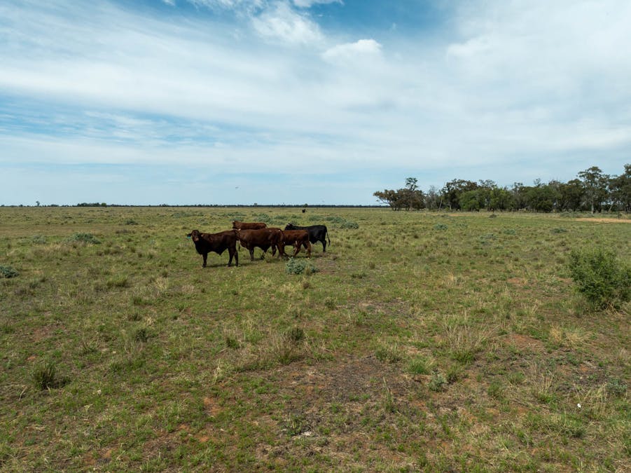 Haddington, 647 Sandy Camp Road, Quambone, NSW, 2831 - Image 6