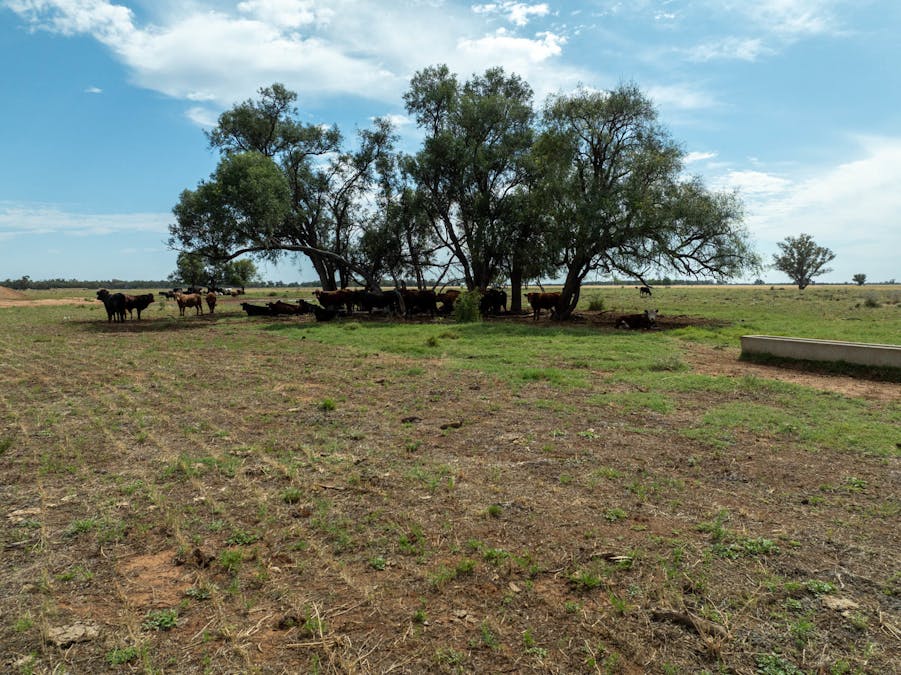 Haddington, 647 Sandy Camp Road, Quambone, NSW, 2831 - Image 8