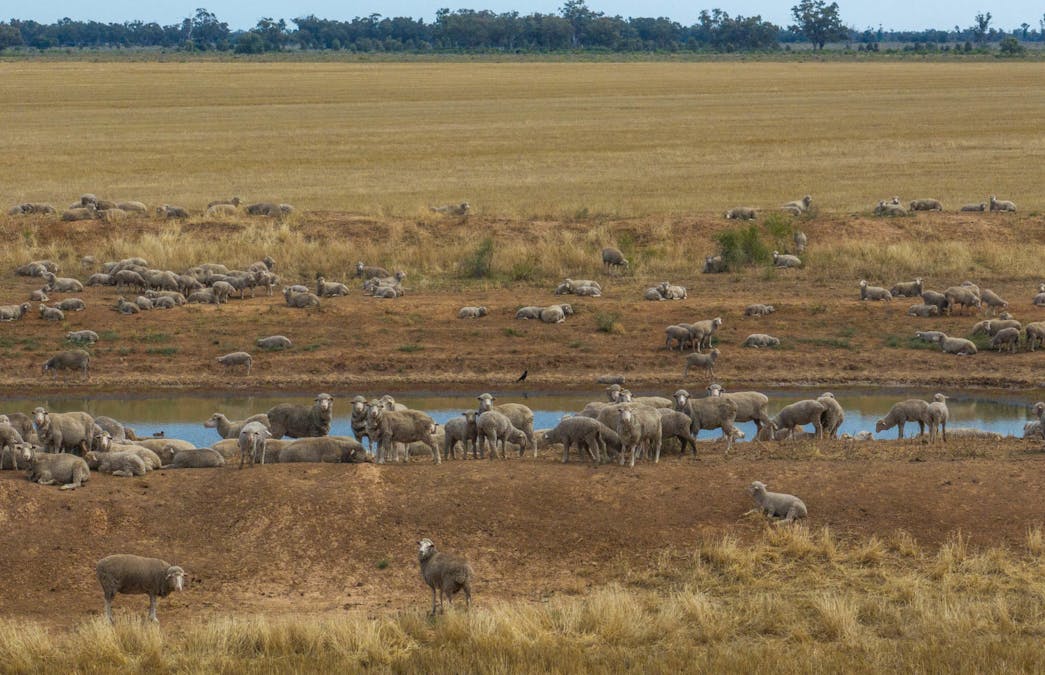 Haddington, 647 Sandy Camp Road, Quambone, NSW, 2831 - Image 9