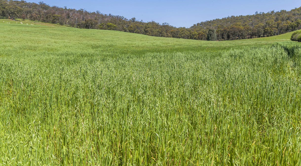 2328 Chittering Road, Lower Chittering, WA, 6084 - Image 12