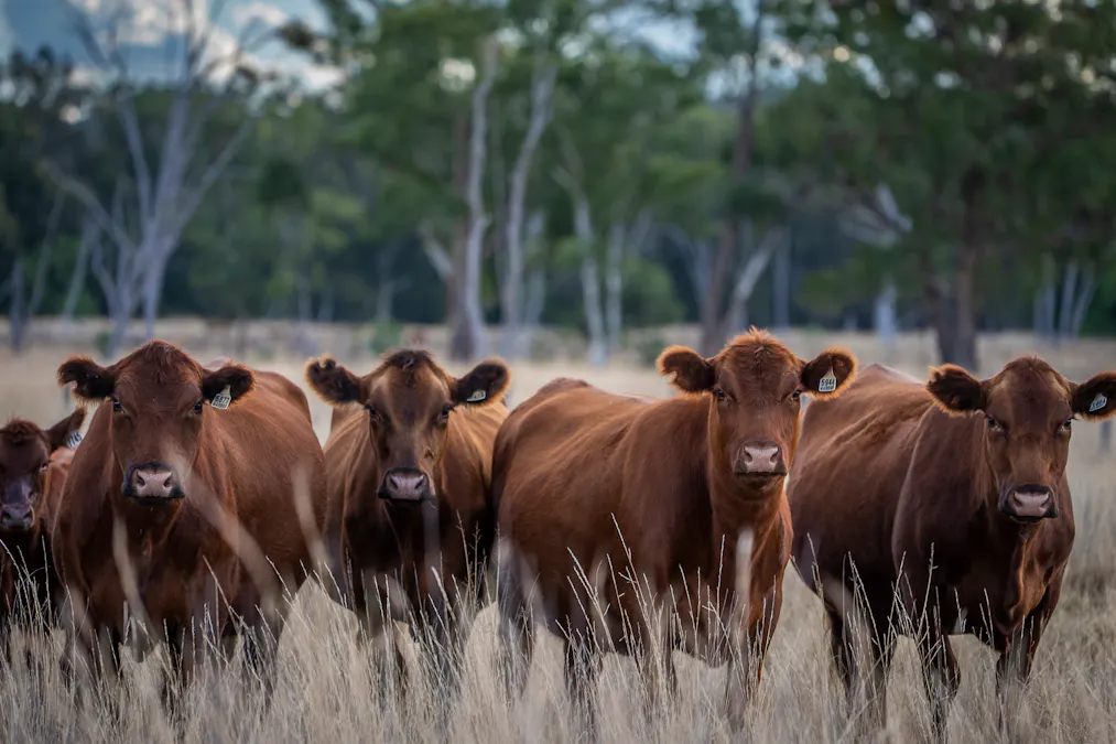 3297 Stanthorpe-Inglewood Road, Inglewood, QLD, 4387 - Image 2