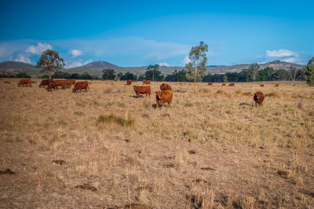 3297 Stanthorpe-Inglewood Road, Inglewood, QLD, 4387 - Image 6