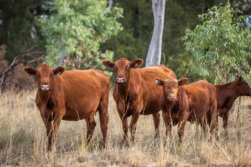 3297 Stanthorpe-Inglewood Road, Inglewood, QLD, 4387 - Image 11