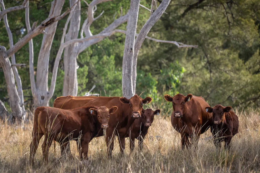 3297 Stanthorpe-Inglewood Road, Inglewood, QLD, 4387 - Image 17