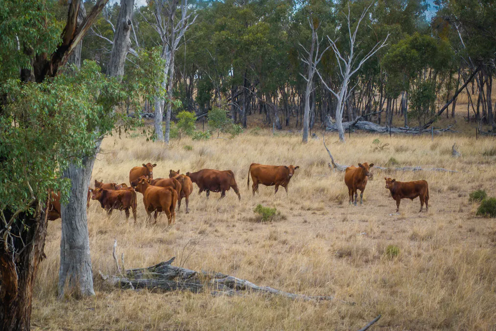 3297 Stanthorpe-Inglewood Road, Inglewood, QLD, 4387 - Image 25