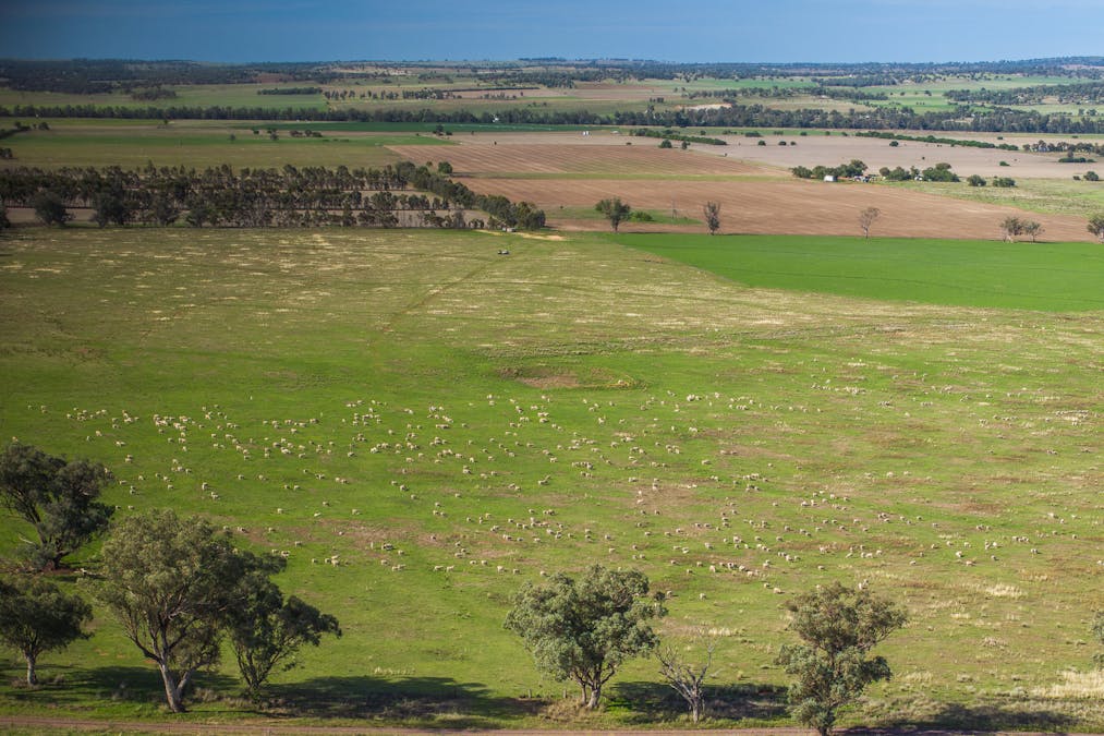 Bellerive 475 River Road, Ponto, NSW, 2818 - Image 16
