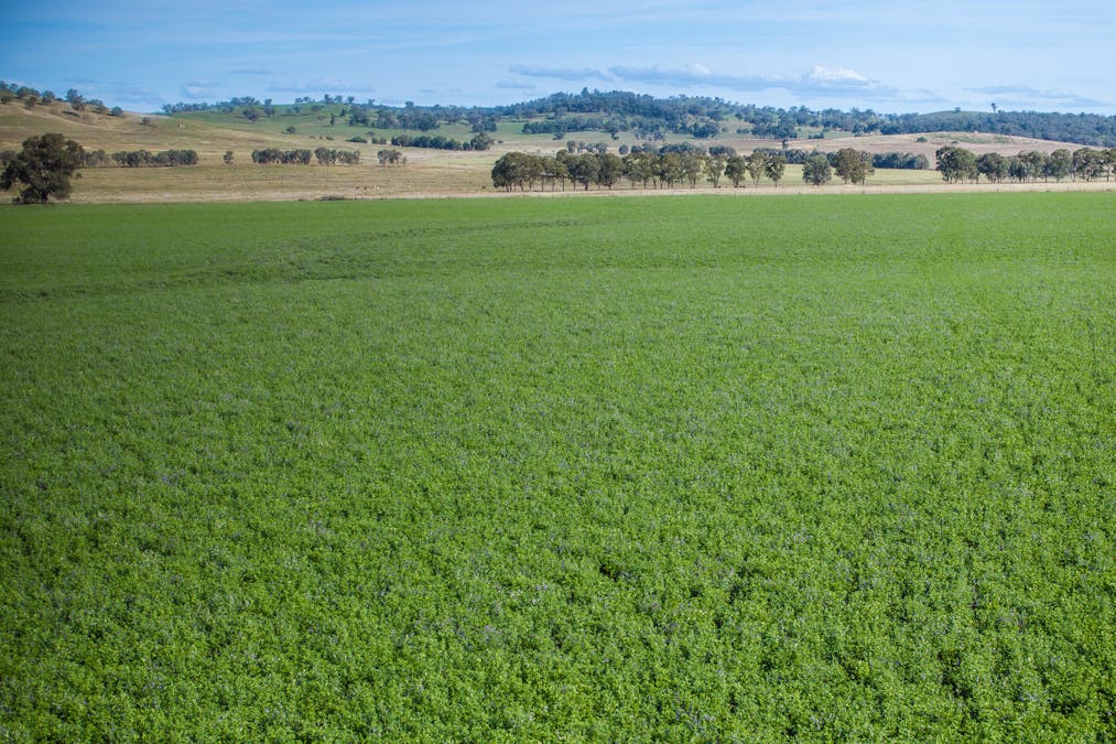 Bellerive 475 River Road, Ponto, NSW, 2818 - Image 23